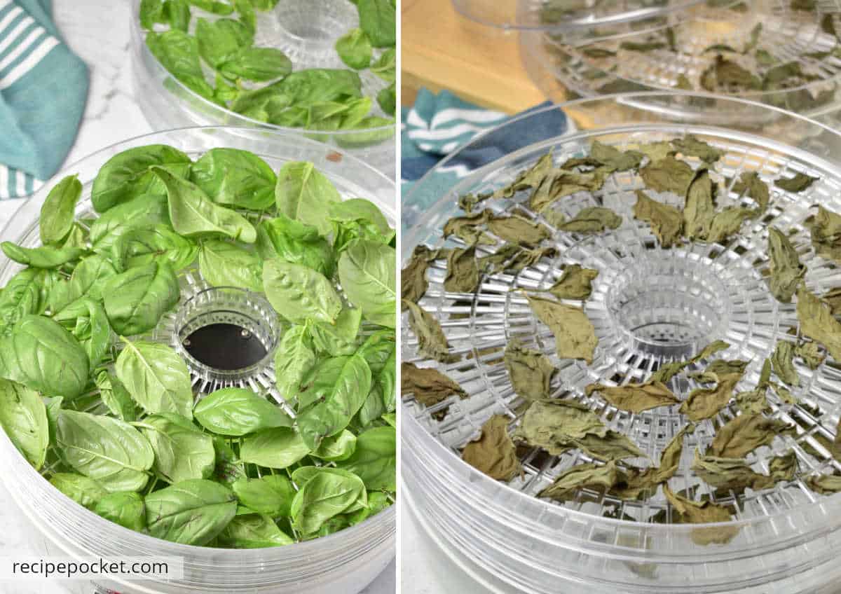 Before and after image showing basil leaves in a dehydrator.