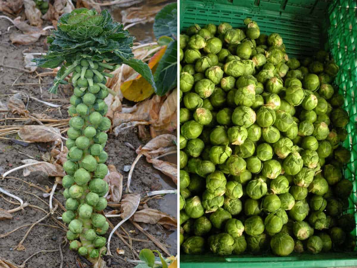 Image showing Brussel spouts on a stalk and lose Brussel sprouts in a green basket.